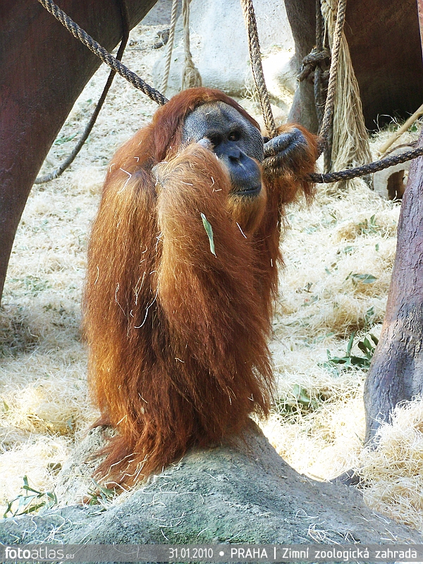 ZOO_Praha_07.JPG