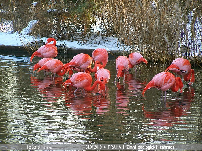 ZOO_Praha_46.JPG