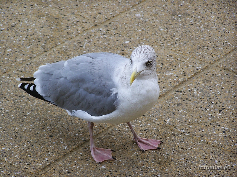 3__Scheveningen_21.JPG